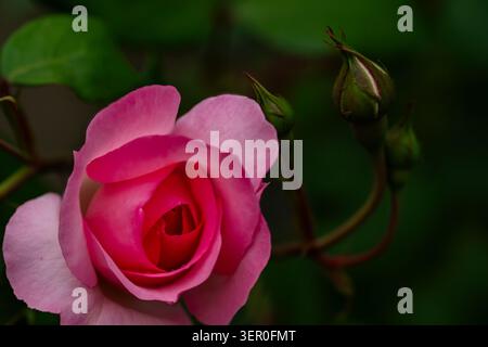 Une rose rose rose douce sur fond de bokeh doux et naturel. Banque D'Images