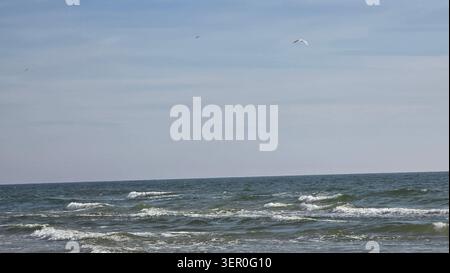 Mouettes survolant les vagues agitées de la mer Baltique, Lituanie. Banque D'Images