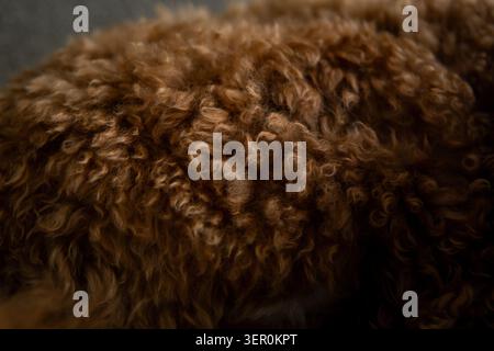Gros plan de la texture bouclée de la fourrure dorée de Doodle de couleur chocolat. Poils d'animaux doux, ondulés et richement détaillés à la lumière naturelle. Banque D'Images