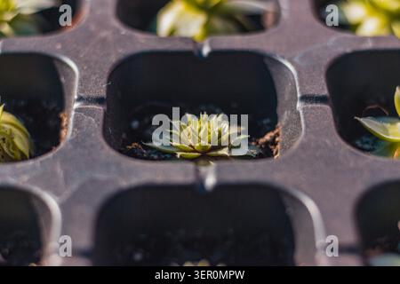 Une petite plante succulente pousse dans une cellule de plateau de graines remplie de terre. D'autres cellules dans le plateau ont différents stades de croissance des plantes. Activité de jardinage Banque D'Images
