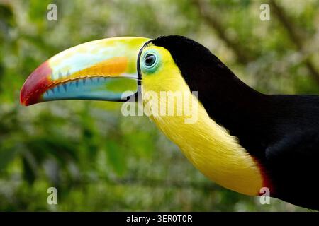 Toucan à quille EN gros plan Banque D'Images