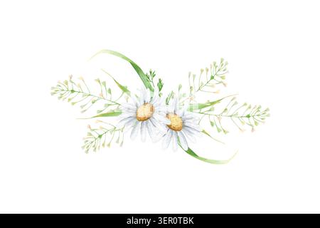 Bouquet délicat avec marguerites blanches et illustration isolée d'aquarelle d'herbe sauvage. Clipart floral dessiné à la main pour invitations de mariage, cartes de voeux Banque D'Images