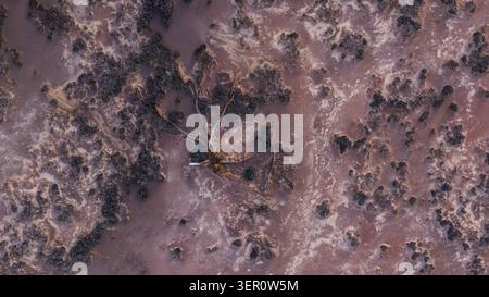 Vue aérienne de la croûte de sel et de la végétation clairsemée du lac Tyrrell avec un arbre mort tombé sur le sol aride de Buloke Shire, Victoria, Australie. Banque D'Images