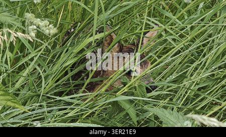 Bambi, Un faon caché (capreolus capreolus) se cache dans les hautes herbes, randonnant au printemps le long du Waldnaab, Oberfpalz Banque D'Images