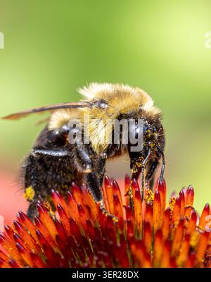 Close-up d'une bourdon (Bombus) se nourrissant tête la première sur une fleur de sauge violette dans un jardin d'été, Arkansas, États-Unis. Banque D'Images