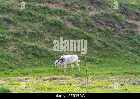 Une vache avec son veau reposant sur un pâturage verdoyant près de Charvak en Ouzbékistan. Concept : écotourisme rural d'Asie centrale Banque D'Images
