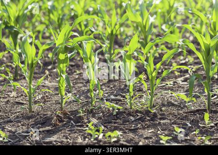 Rangées de soleil, les jeunes plants de maïs, sur un terrain humide Banque D'Images