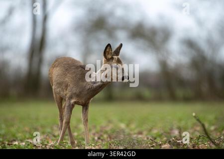 Un seul cerf se dresse paisiblement dans un pré dans la forêt, entouré d'arbres Banque D'Images