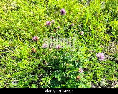 Trèfle rouge, nom latin Trifolium pratense Banque D'Images