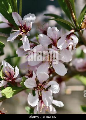 Photo en gros plan de fleurs d'amande rose au printemps Banque D'Images