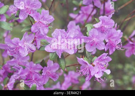 Rhododendron dauricum buissons avec des fleurs (noms populaires bagulnik, maralnik) avec fond bokeh de la forêt de printemps de l'Altaï Banque D'Images