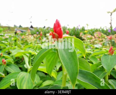 Gros plan d'un bourgeon de fleur de gingembre rouge et rose de torche émergeant dans un feuillage tropical vert, avec un fond de jardin flou, photographié à Jakarta. Banque D'Images