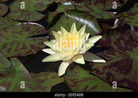 Fleur de nénuphar tendre avec des tampons verts sur l'eau de l'étang calme, fond de nature Banque D'Images