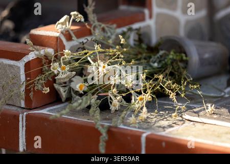 gros plan d'herbes sauvages séchées et de fleurs de camomille qui séchent sur un comptoir de pierre rustique sous la chaleur du soleil Banque D'Images