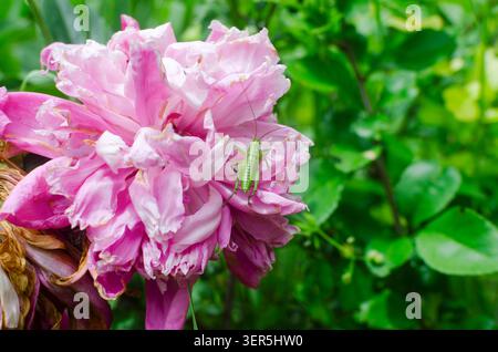 Gros plan d'une pivoine rose vif, sur laquelle est assise une sauterelle verte. La texture délicate de la fleur et la couleur verte de l'insecte crée un s. Banque D'Images