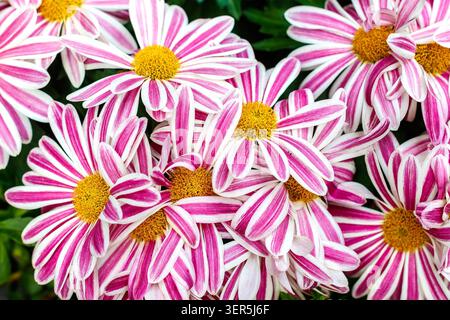 Fleurs de Marguerite africaines rayées roses et blanches avec des centres jaunes poussant dans un jardin Banque D'Images