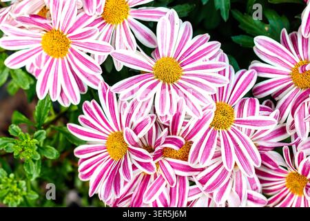 Fleurs de Marguerite africaines rayées roses et blanches avec des centres jaunes poussant dans un jardin Banque D'Images