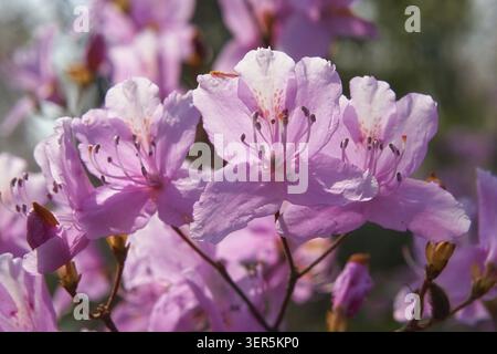 La vue des fleurs violettes de Rhododendron aux couleurs vives dans le contre-jour. Le festival hanami du printemps. Japon Banque D'Images