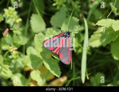 Une teigne du cinabre (Tyria jacobaeae) repose sur le feuillage dans le West Sussex en Angleterre Banque D'Images