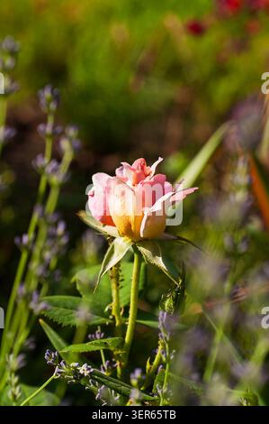 Une vue rapprochée d'un seul bouton de rose avec des pétales roses et jaunes doux se déployant, entouré de tiges de lavande floues et de feuillage vert Banque D'Images