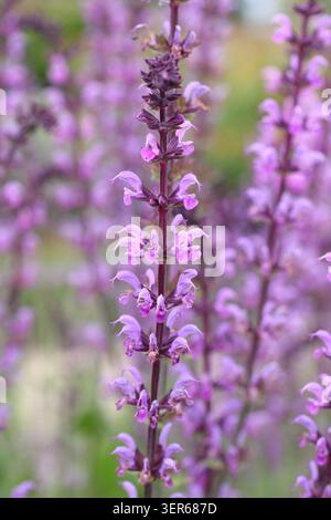Salvia Seranade. Salvias. Épis floraux rose foncé de Salvia × sylvestris 'Serenade', sauge des bois à la fin du printemps. ROYAUME-UNI. Aussi appelé Salvia nemorosa Serenade Banque D'Images