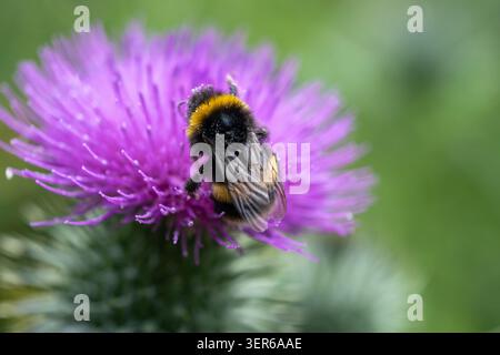 Bourdon ramassant le nectar sur une fleur de chardon, Cirsium vulgare en juin, Royaume-Uni Banque D'Images