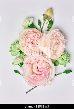 Un arrangement floral de roses roses roses douces ouvertes et de petits œillets verts avec des bourgeons, sur un fond blanc pur. Banque D'Images