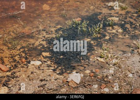 De nombreux têtards se regroupent et nagent en grand groupe dans un environnement naturel d'eau peu profonde et trouble Banque D'Images