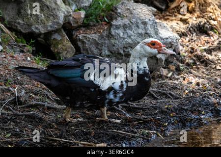 Vue latérale d'un canard de Barbarie explorant la rive boueuse à côté de l'eau claire. Les verts irisés brillent sur les ailes sombres et les caroncules rouges se distinguent comme th Banque D'Images