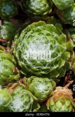 Maison en toile d'araignée, Sempervivum Arachnoideum Banque D'Images