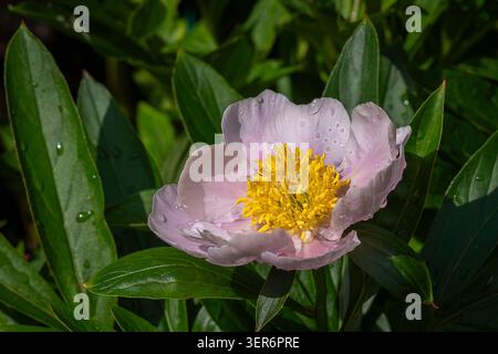 Pivoine rose pâle (Paeonia lactiflora « Garden Lace ») en fleurs après la pluie, avec de délicats pétales pastel, des étamines jaune doré et des gouttelettes d’eau. Banque D'Images