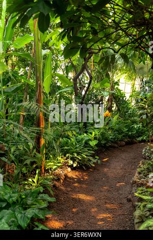 VIENNE, AUTRICHE - 12 JUILLET 2024 : chemin sinueux du paillis à travers une végétation tropicale dense, des palmiers bananiers et une végétation luxuriante sous un dôme de verre à l'intérieur du Banque D'Images