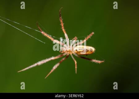 Araignée à toile d'orbe (Larinia sp.) Suspendu sur un fil de toile dans une végétation dense, Afrique du Sud Banque D'Images