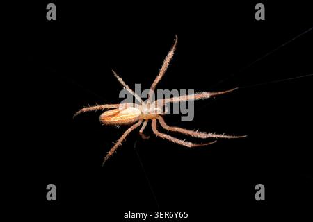 Araignée à toile d'orbe (Larinia sp.) Suspendu sur un fil de toile dans une végétation dense, Afrique du Sud Banque D'Images