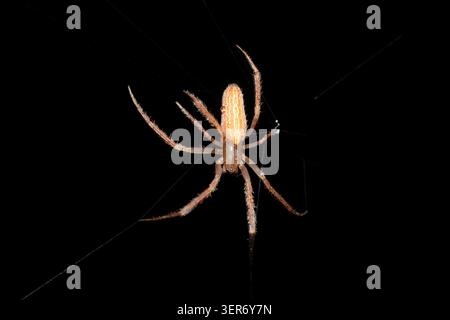 Araignée à toile d'orbe (Larinia sp.) Suspendu sur un fil de toile dans une végétation dense, Afrique du Sud Banque D'Images