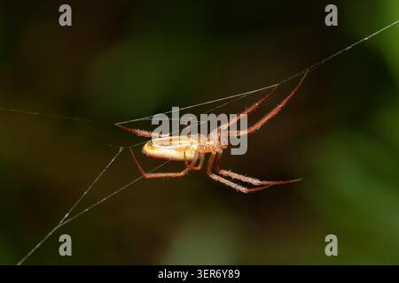 Araignée à toile d'orbe (Larinia sp.) Suspendu sur un fil de toile dans une végétation dense, Afrique du Sud Banque D'Images