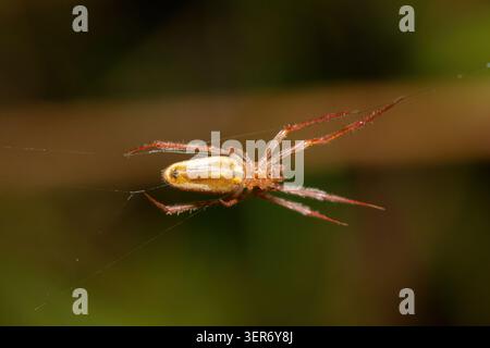 Araignée à toile d'orbe (Larinia sp.) Suspendu sur un fil de toile dans une végétation dense, Afrique du Sud Banque D'Images