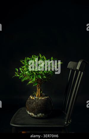 Une plante de Ficus benjamina 'Exotica' avec des feuilles plus grandes et ondulées, affichant une forme élégante et une couronne dense et feuillue Banque D'Images