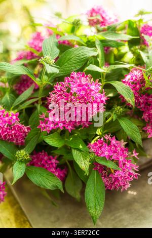 Vue de dessus de belles fleurs roses pentas lanceolata fleurissant dans un jardin luxuriant avec des feuilles vertes Banque D'Images