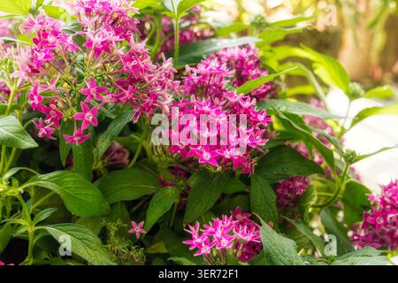 Gros plan sur les fleurs roses éclatantes en forme d'étoile Pentas lanceolata qui fleurissent dans un jardin tropical luxuriant Banque D'Images