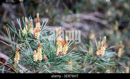 Gros plan de cônes de pollen mâle jaune vif fleurissant sur des branches de pin sylvestre avec des aiguilles vertes fraîches au printemps dans la forêt naturelle envi Banque D'Images