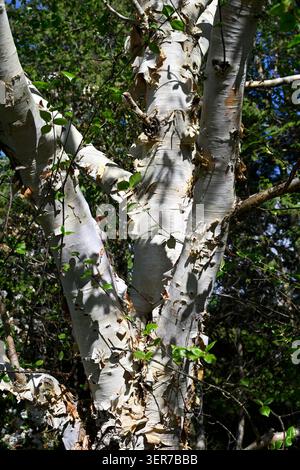 Écorce décorative pâle de bouleau de l'Himalaya, Betula utilis subsp. Jacquemontii 'McBeath' Royaume-Uni mai Banque D'Images