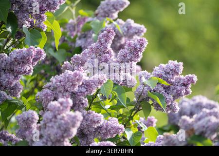 Arbuste à fleurs à feuilles caduques Syringa vulgaris connu sous le nom de lilas fleurissant à l'extérieur dans le jardin le jour du printemps. Banque D'Images