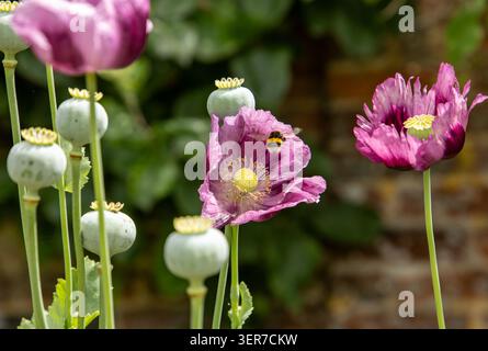 Bourdon recueillant le pollen d'une fleur de pavot violette vibrante dans un jardin avec des têtes de graines de pavot Banque D'Images