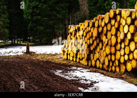 Grande pile de bûches de bois coupées stockées le long d'une lisière de forêt. Foresterie, production de bois et gestion des ressources naturelles dans un paysage boisé. Banque D'Images