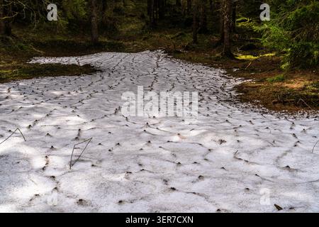 Enneigement de fin de saison sur un plancher forestier entouré de conifères. Paysage naturel montrant la transition saisonnière, la fonte des neiges et les milieux boisés Banque D'Images