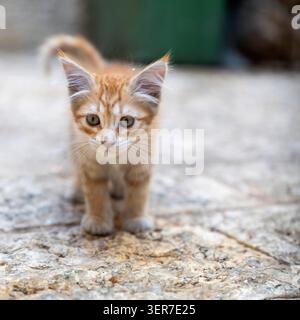 Un chaton égaré au gingembre mignon marche le long du trottoir de pierre de la vieille ville de Jérusalem. Banque D'Images