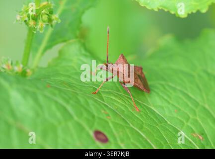 L'insecte du quai, Coreus marginatus, trouvé sur une feuille de quai. Norfolk, Angleterre. Banque D'Images