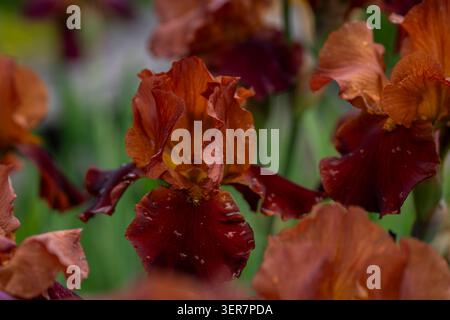 Les iris barbus de couleur Bordeaux et cuivrée (Iris × germanica « Minu EMA ») recouverts de gouttes de pluie fleurissent dans un jardin luxuriant, aux textures riches. Banque D'Images