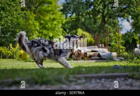 Photo d'action d'un joyeux chien bleu merle Border Collie courant sur une pelouse d'un vert éclatant, la bouche ouverte et la langue dehors par une journée d'été éclatante. Banque D'Images